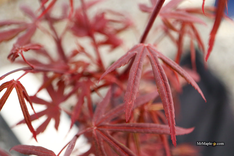 Acer palmatum 'St. Francisco Marto' Japanese Maple