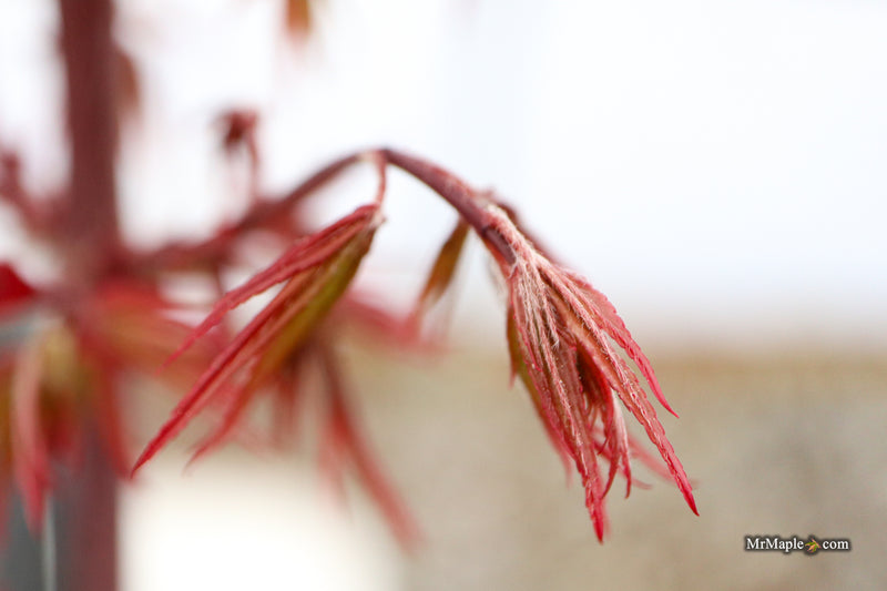 Acer palmatum 'St. Francisco Marto' Japanese Maple