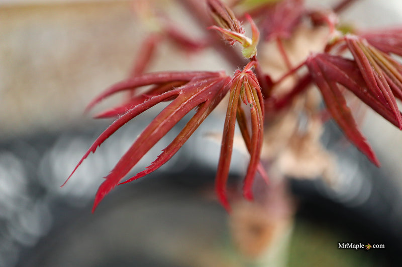 Acer palmatum 'St. Francisco Marto' Japanese Maple