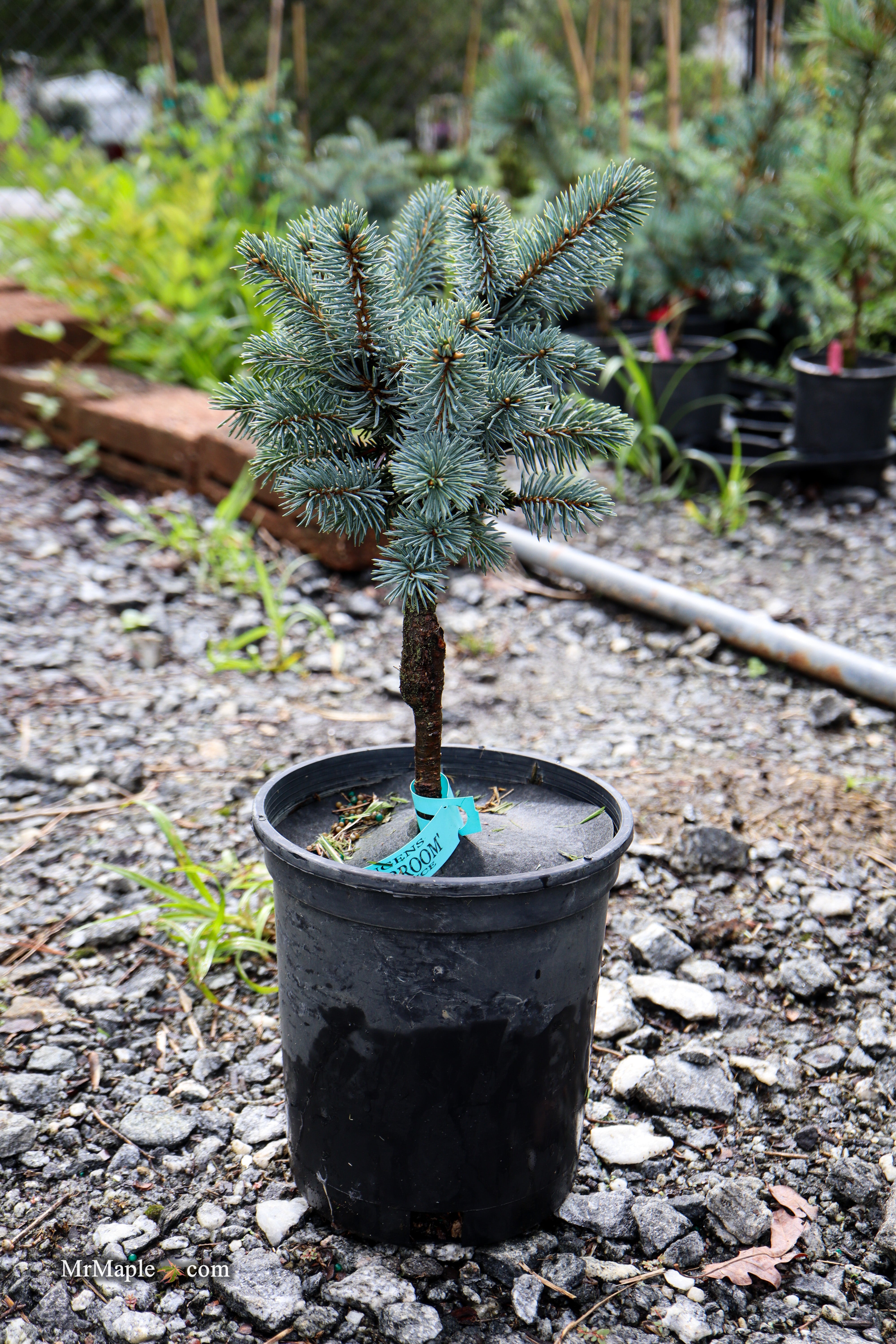 Buy Picea pungens 'St. Joseph's Broom' Colorado Spruce — Mr Maple