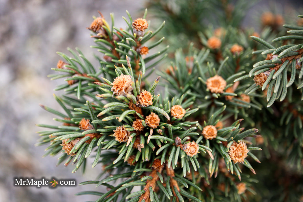 Picea abies 'St. Richard's Lance' Rare Norway Spruce