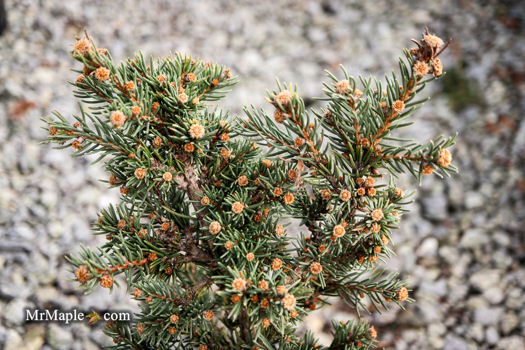 Picea abies 'St. Richard's Lance' Rare Norway Spruce