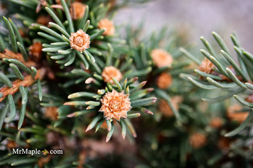 Picea abies 'St. Richard's Lance' Rare Norway Spruce