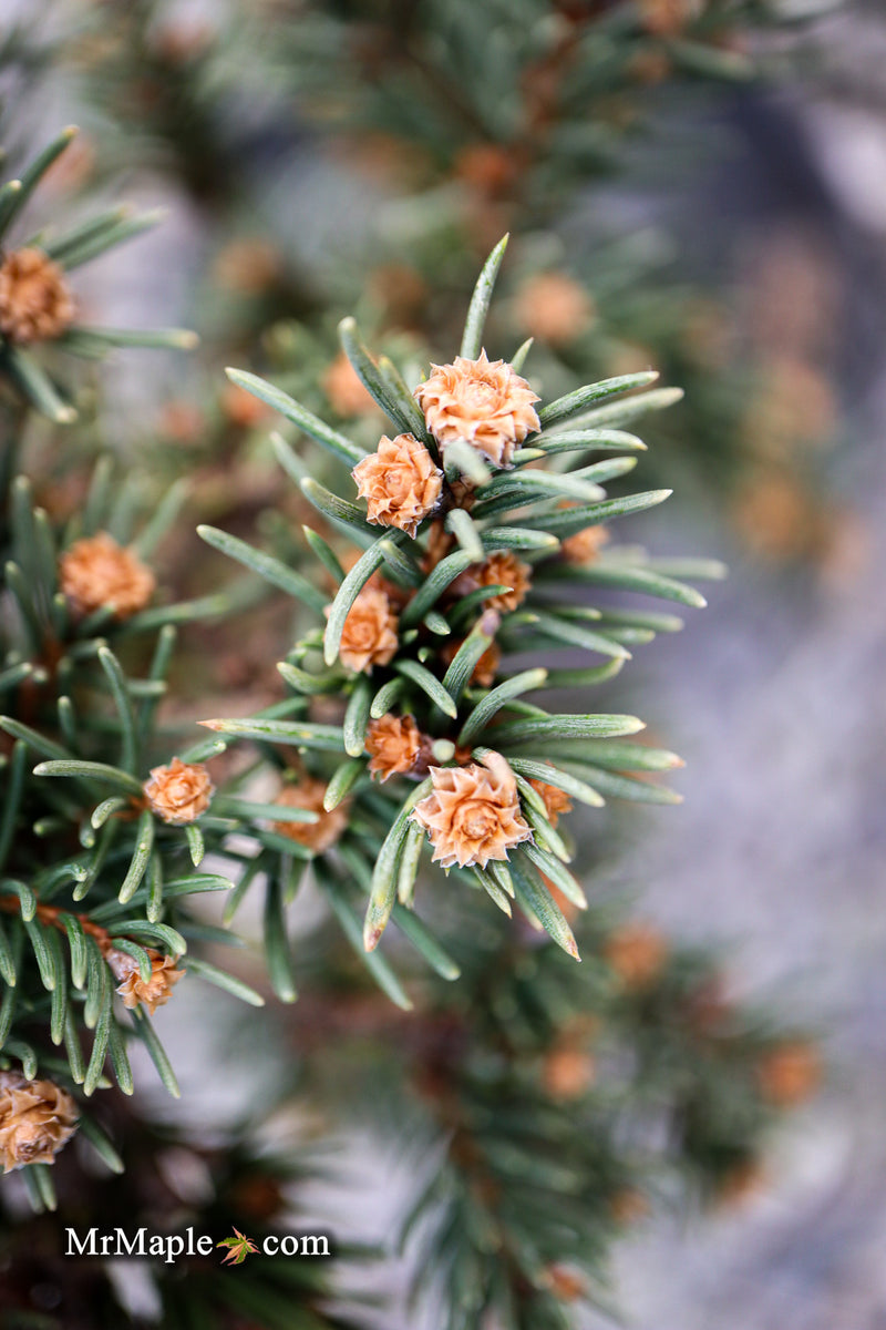 Picea abies 'St. Richard's Lance' Rare Norway Spruce