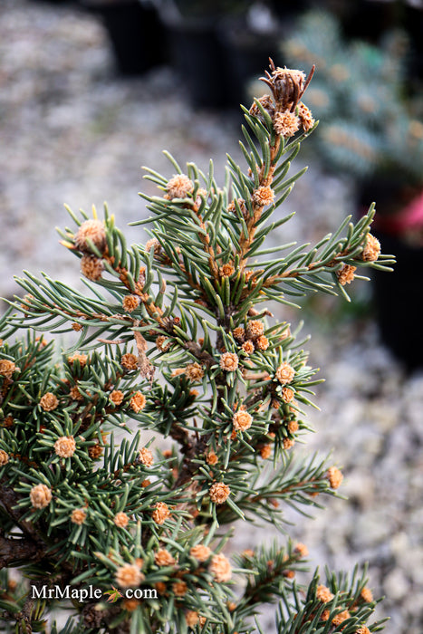 Picea abies 'St. Richard's Lance' Rare Norway Spruce