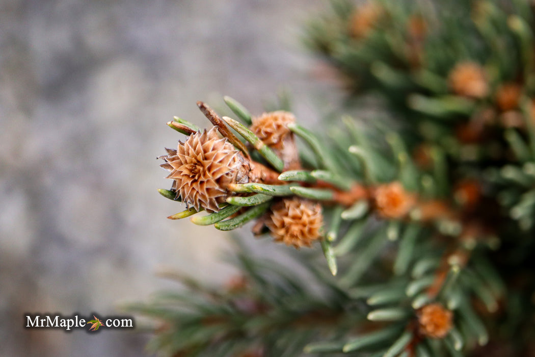 Picea abies 'St. Richard's Lance' Rare Norway Spruce