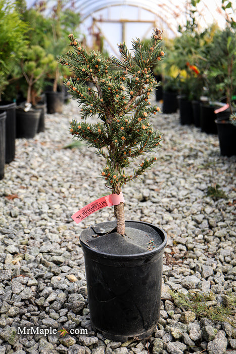 Picea abies 'St. Richard's Lance' Rare Norway Spruce