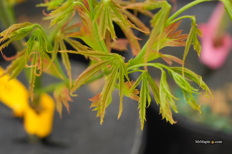 Acer palmatum 'St. Bernadette' Rare Japanese Maple