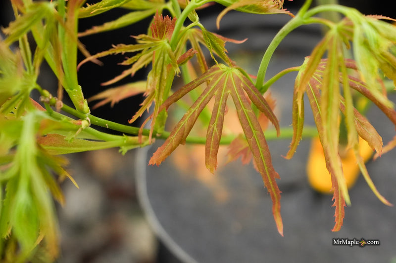 Acer palmatum 'St. Bernadette' Rare Japanese Maple