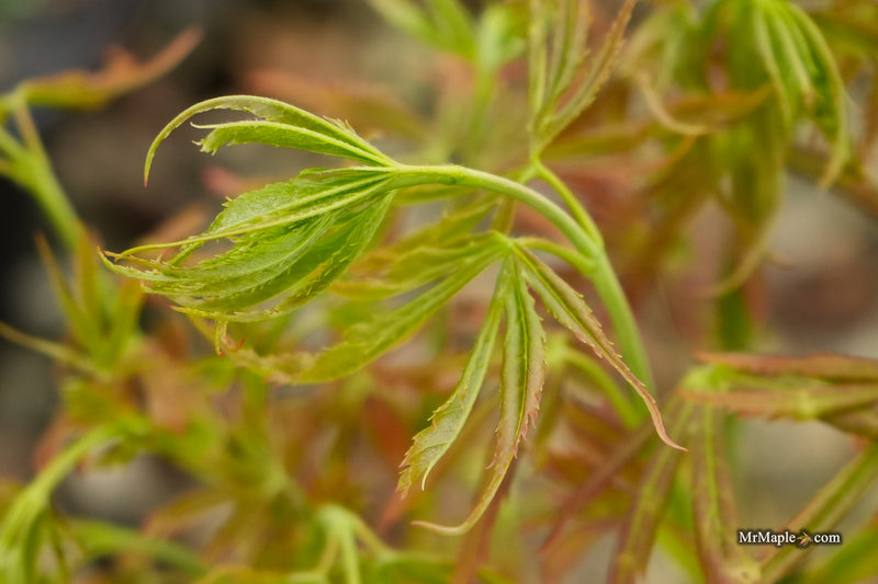 Acer palmatum 'St. Bernadette' Rare Japanese Maple