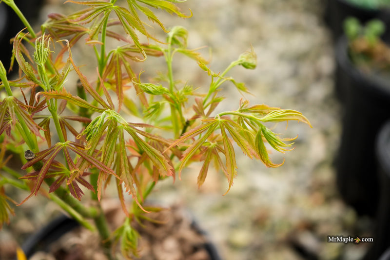 Acer palmatum 'St. Bernadette' Rare Japanese Maple
