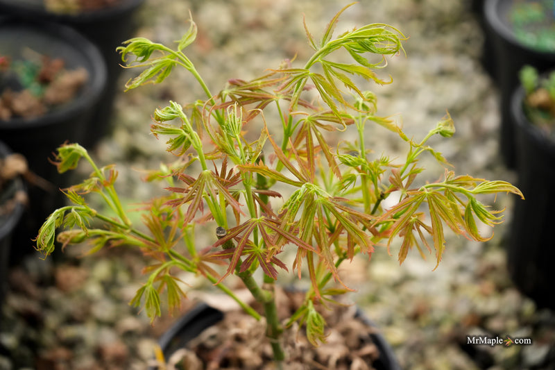 Acer palmatum 'St. Bernadette' Rare Japanese Maple