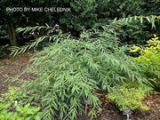 - Stachyurus salicifolius Willow Leaf Spiketail - Mr Maple │ Buy Japanese Maple Trees