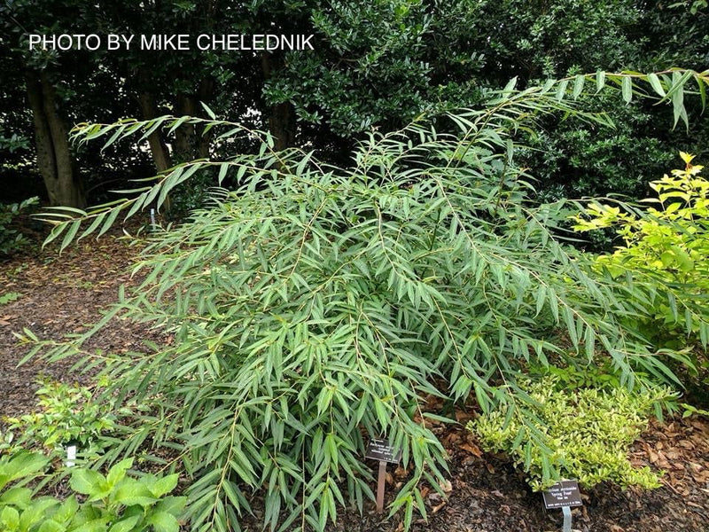 - Stachyurus salicifolius Willow Leaf Spiketail - Mr Maple │ Buy Japanese Maple Trees