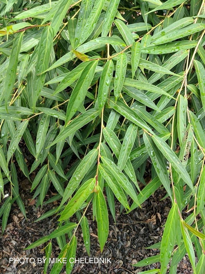 - Stachyurus salicifolius Willow Leaf Spiketail - Mr Maple │ Buy Japanese Maple Trees
