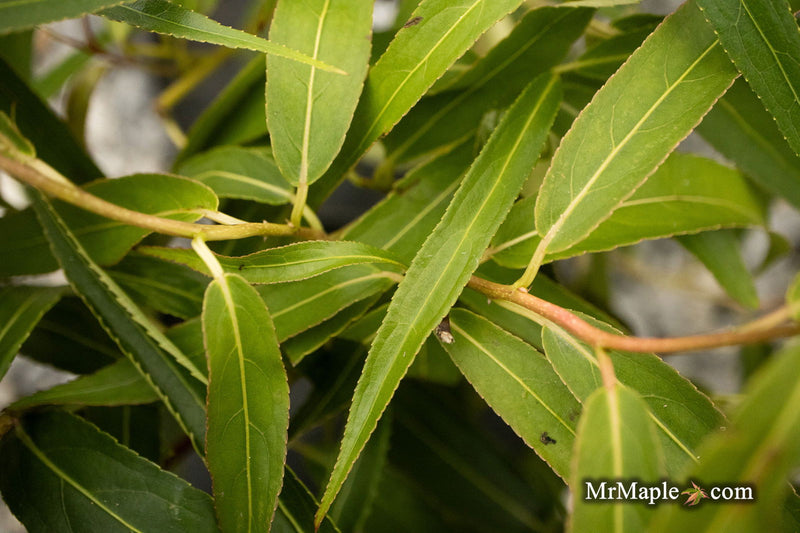 - Stachyurus salicifolius Willow Leaf Spiketail - Mr Maple │ Buy Japanese Maple Trees