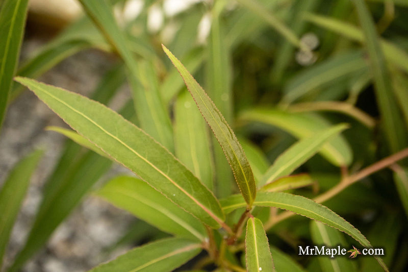 - Stachyurus salicifolius Willow Leaf Spiketail - Mr Maple │ Buy Japanese Maple Trees