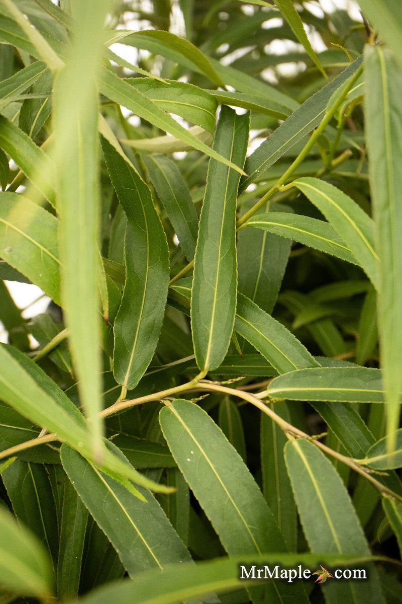 - Stachyurus salicifolius Willow Leaf Spiketail - Mr Maple │ Buy Japanese Maple Trees