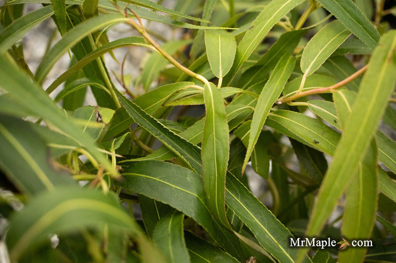 - Stachyurus salicifolius Willow Leaf Spiketail - Mr Maple │ Buy Japanese Maple Trees