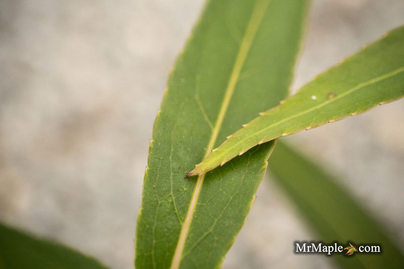 - Stachyurus salicifolius Willow Leaf Spiketail - Mr Maple │ Buy Japanese Maple Trees