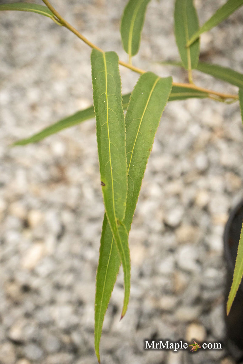 - Stachyurus salicifolius Willow Leaf Spiketail - Mr Maple │ Buy Japanese Maple Trees