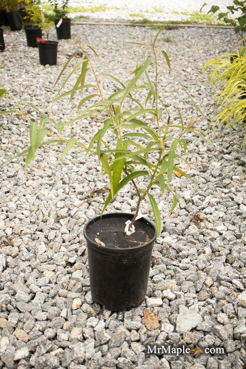 - Stachyurus salicifolius Willow Leaf Spiketail - Mr Maple │ Buy Japanese Maple Trees