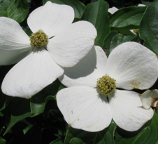 Cornus kousa 'Starlight’ White Flowering Chinese Dogwood