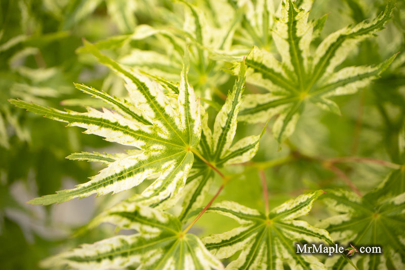 Acer palmatum 'Starry Skies' Variegated Japanese Maple
