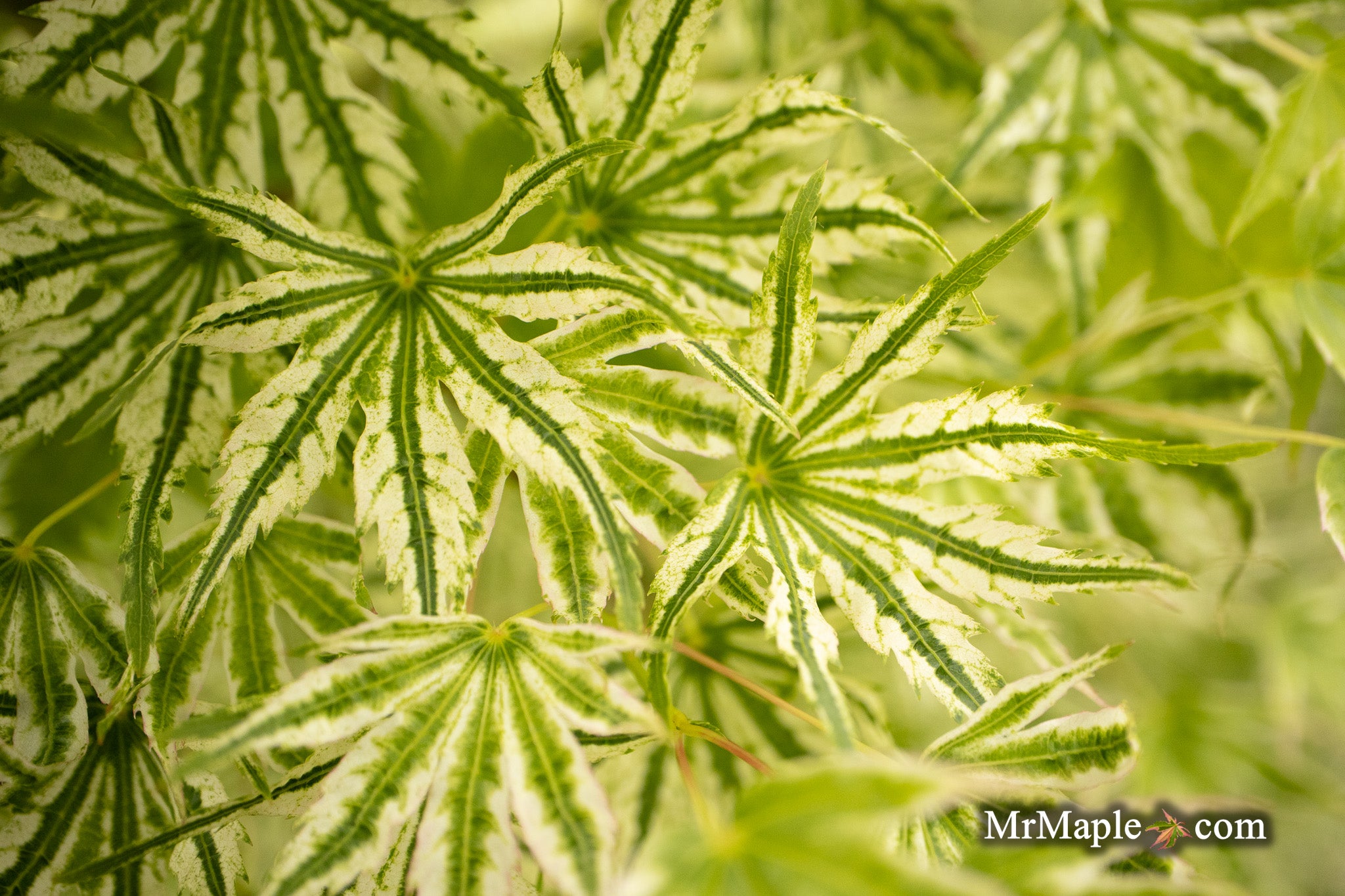 Buy Acer palmatum 'Starry Skies' Dwarf Variegated Japanese Maple