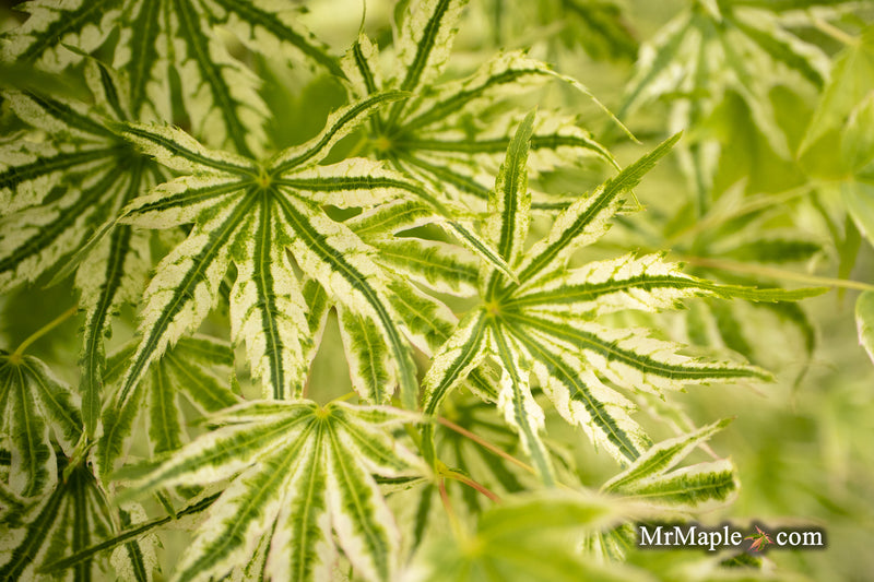 Acer palmatum 'Starry Skies' Variegated Japanese Maple