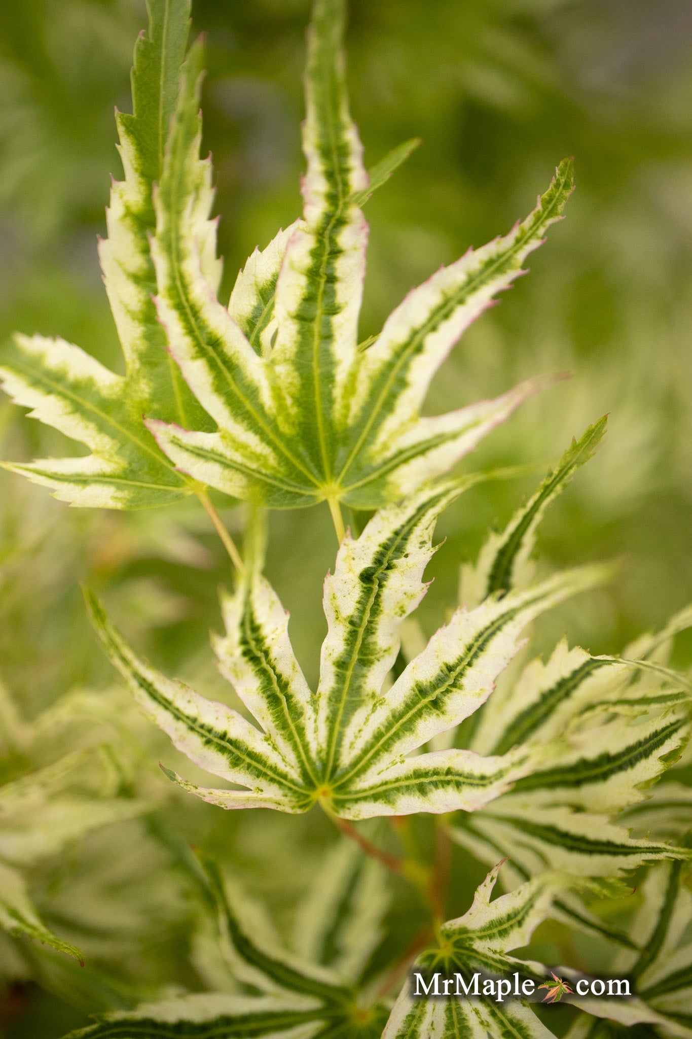Buy Acer palmatum 'Starry Skies' Dwarf Variegated Japanese Maple