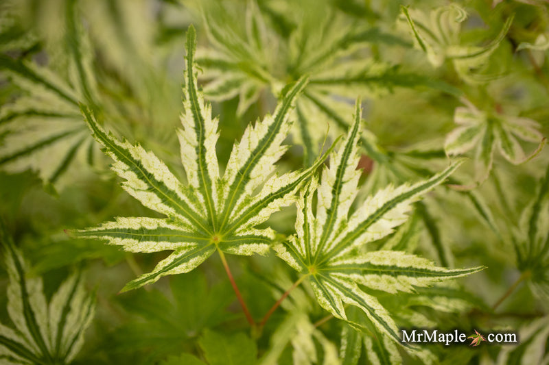 Acer palmatum 'Starry Skies' Variegated Japanese Maple