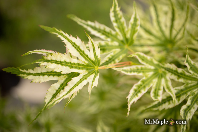 Acer palmatum 'Starry Skies' Variegated Japanese Maple