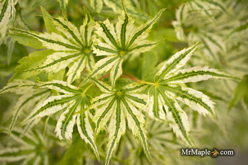 Acer palmatum 'Starry Skies' Variegated Japanese Maple
