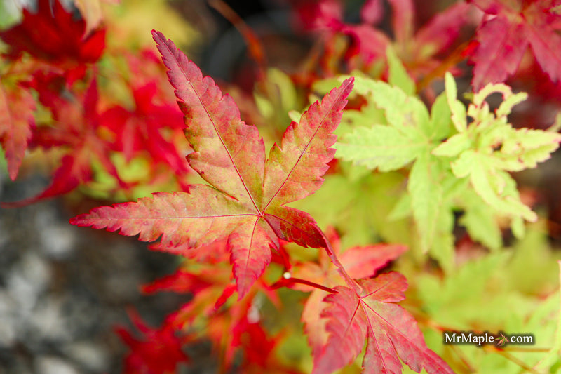 Acer palmatum 'Starry Skies' Variegated Japanese Maple