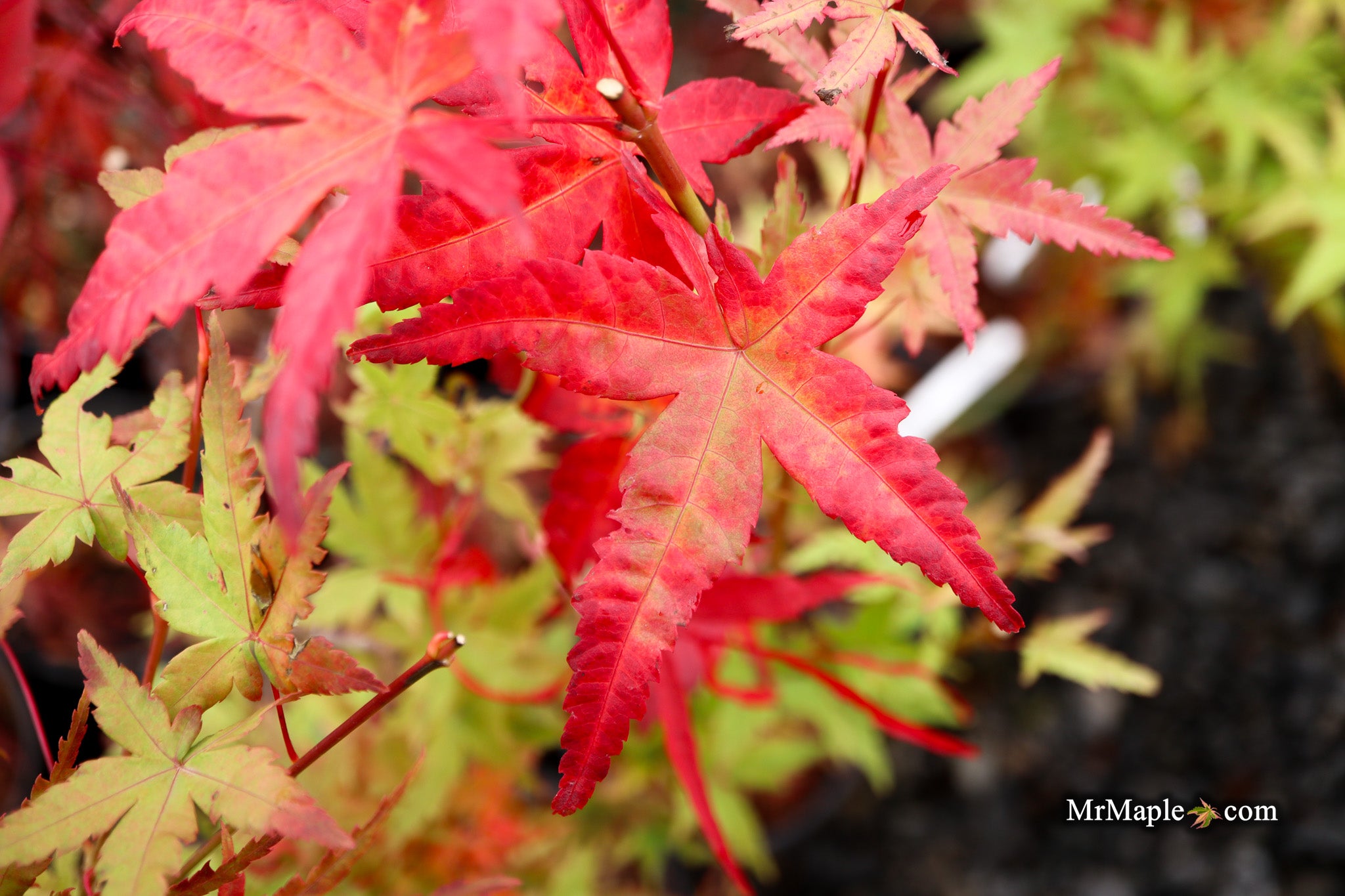 Buy Acer palmatum 'Starry Skies' Dwarf Variegated Japanese Maple