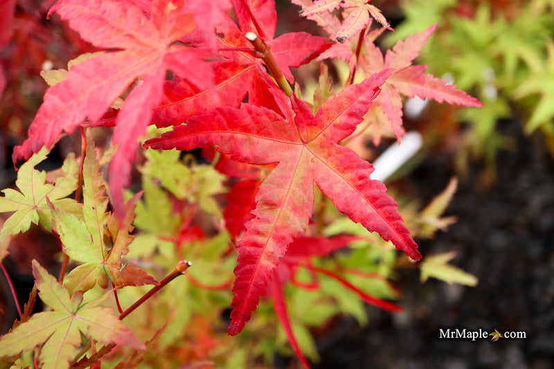 Acer palmatum 'Starry Skies' Variegated Japanese Maple