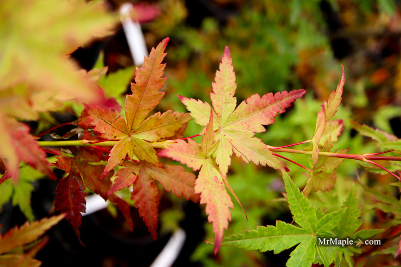 Acer palmatum 'Starry Skies' Variegated Japanese Maple