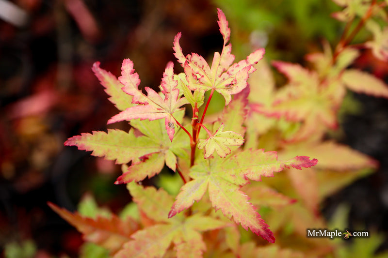 Acer palmatum 'Starry Skies' Variegated Japanese Maple