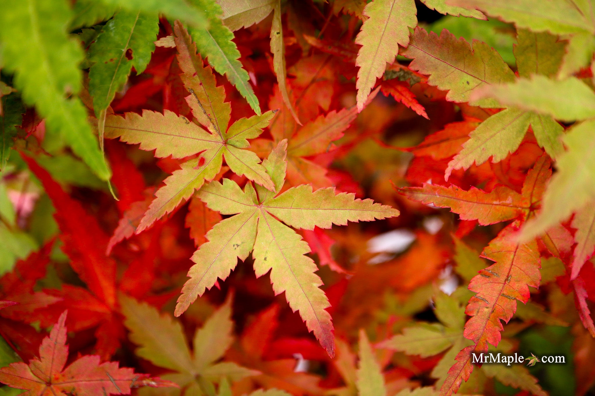 Buy Acer palmatum 'Starry Skies' Dwarf Variegated Japanese Maple