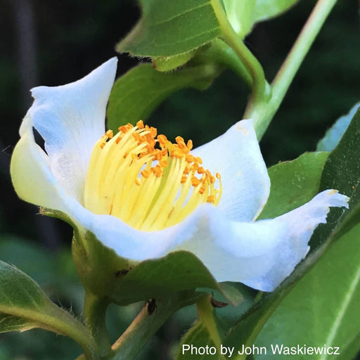 '- Stewartia monadelpha Orange Bark Stewartia - Mr Maple │ Buy Japanese Maple Trees