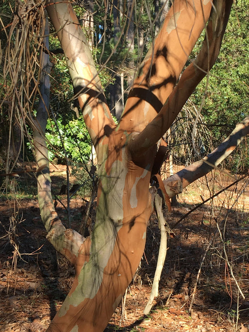 '- Stewartia monadelpha Orange Bark Stewartia - Mr Maple │ Buy Japanese Maple Trees