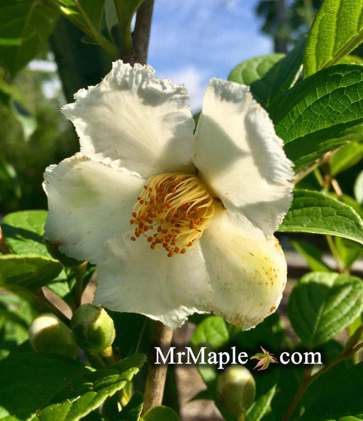 - Stewartia pseudocamellia 'Ballet' Large Flowering Japanese Stewartia - Mr Maple │ Buy Japanese Maple Trees