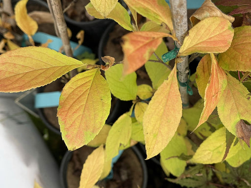 '- Stewartia pseudocamellia 'Lindstom’s Weeping' Korean Stewartia - Mr Maple │ Buy Japanese Maple Trees