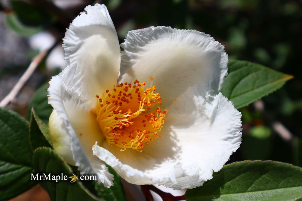 - Stewartia pseudocamellia 'Pewter' Silver-Blue Leafed Japanese Stewartia - Mr Maple │ Buy Japanese Maple Trees