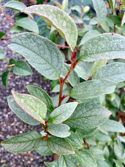 - Stewartia pseudocamellia 'Pewter' Silver-Blue Leafed Japanese Stewartia - Mr Maple │ Buy Japanese Maple Trees