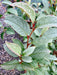 - Stewartia pseudocamellia 'Pewter' Silver-Blue Leafed Japanese Stewartia - Mr Maple │ Buy Japanese Maple Trees