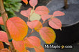 - Stewartia pseudocamellia 'Pewter' Silver-Blue Leafed Japanese Stewartia - Mr Maple │ Buy Japanese Maple Trees