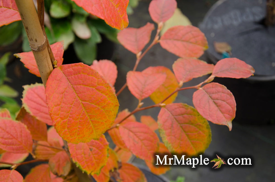 - Stewartia pseudocamellia 'Pewter' Silver-Blue Leafed Japanese Stewartia - Mr Maple │ Buy Japanese Maple Trees