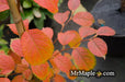 - Stewartia pseudocamellia 'Pewter' Silver-Blue Leafed Japanese Stewartia - Mr Maple │ Buy Japanese Maple Trees